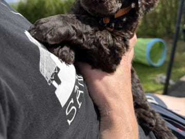 Pudel, stor · Spillum · Almaluros kennel