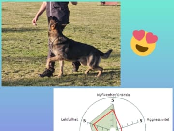 Schäferhund · Vallåkra · Incidents