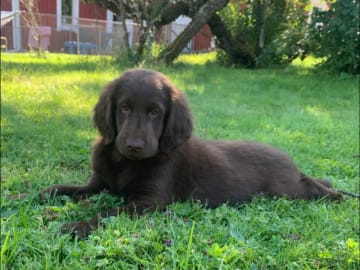 Flatcoated retriever · Kil · Torpedos