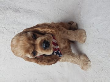 Amerikansk cocker spaniel · Biristrand · Colorcatcher