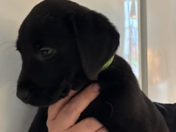 Mitzys retrivers