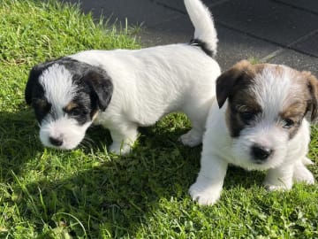 Jack Russell Terrier · Bording · Jane Lehmann