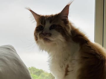 Maine Coon · Västra Frölunda · Jesper M.
