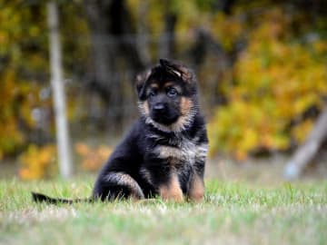 Schäferhund · Fågelmara · Mannos