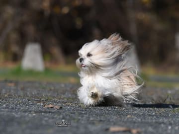 Lhasa Apso · Sandefjord · Heidi Iren Liåsen Brunes