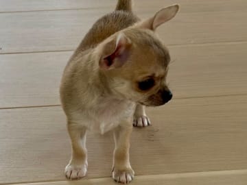 Chihuahua · Västra frölunda · My precious