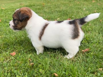 Jack russell terrier · Lidköping · Andreas Friberg
