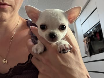 Chihuahua · Jyderup · Sweet Ninos