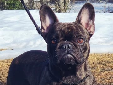Fransk bulldog