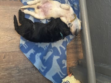 Goldendoodle · Västerlanda · Lugnets kennel