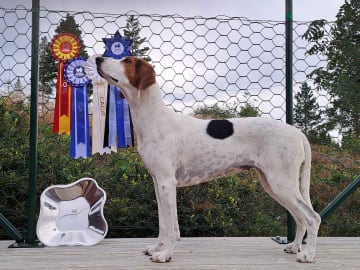 Halden Hound (Haldenstøver) · Tangen · Lykkelosberget