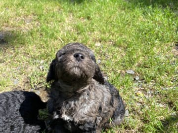 Labradoodle · Nol · Lyckliga Vovven