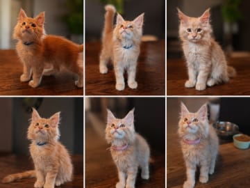 Maine Coon · Frövi · Million dollar babys
