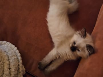 Sibirisk katt · Fengersfors · SE*Knarren's