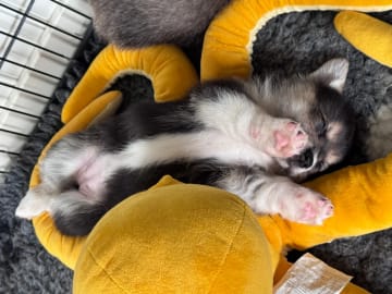 Welsh corgi pembroke · Ballangen · Stokkenes