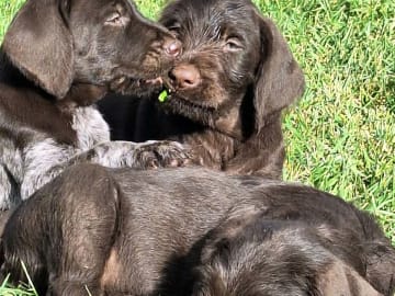 Ruhåret hønsehund · Tinglev · Kennel Schweisshunden