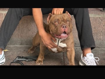 American Bully · Lindesberg · Rekaot H.