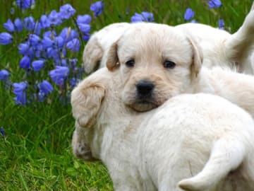 Labradoodle · överkalix · Humlehjarta