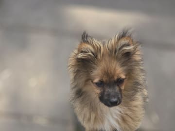 Spetsmix · Hällevadsholm · Privatperson