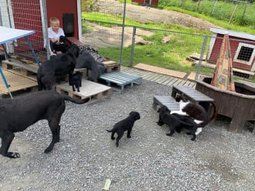 Labrador retriever · Romelanda · Caloans