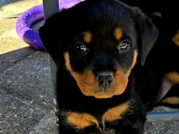 Rottweiler · Klippan · Manfield Farm