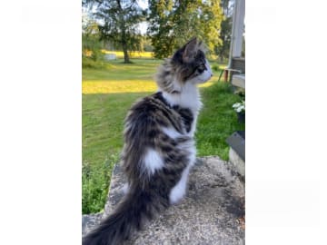 Norsk skogkatt · Enköping · Lodahlshjem