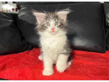 Norsk skogkatt