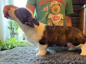 Welsh Corgi Cardigan · Støren · Hege Bjørklund Størseth