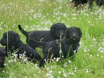 Bernerdoodle · Överkalix · Snabelsnutens Hus