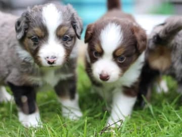 Miniature american shepherd · Hillerød · Truecolorsshining
