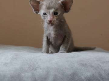 Oriental Adore Cattery