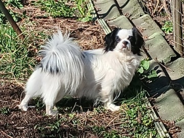 Tibetansk spaniel · Uppsala · Blackrill's