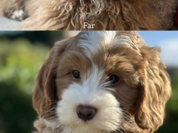 Coast Labradoodle