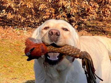 Labrador retriever · Vankiva · Rottriver's