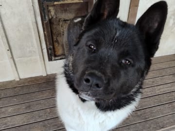 American akita · örebro · Amerita