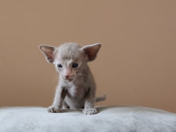 Orientaliskt korthår · Storebø · Oriental Adore Cattery