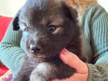Finsk lapphund · Vallentuna · Bibbi Ranevad