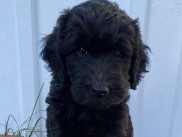 Labradoodle · Hammarö · Kilenegårdens