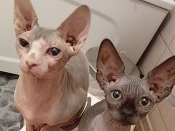 Sphynx · Grums · Eric H.