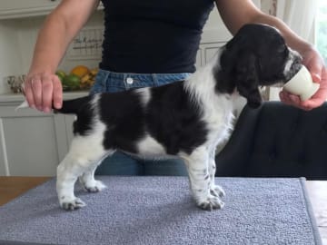 Engelsk springer spaniel · Västra Ämtervik · Favours