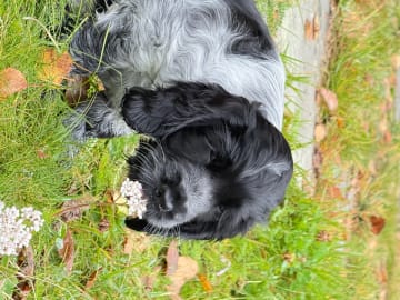 Cocker spaniel · Røyse · Kennel Fosliskrenten