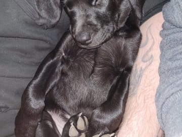 Labrador retriever · Edsbruk · Verbascum nigrum