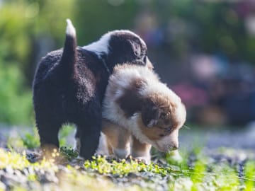 Miniature american shepherd · Gyttorp · Ingen