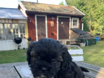 Shipoo/Pekingese · Larv · Yvonne H.