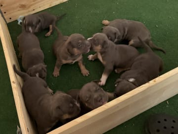 American Bully · Borås · Jasmine A.