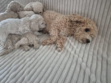Maltipoo · Hässleholm · Daniela K.