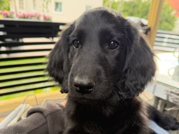 Flatcoated retriever · Edsbyn · Caci's