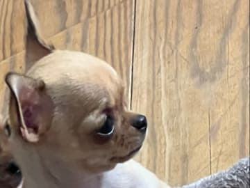 Chihuahua · Fjärdhundra · Bastängens