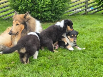 Collie · Kvibille · Damaianus