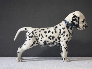 Dalmatiner · Frekhaug · Kennel Shospot